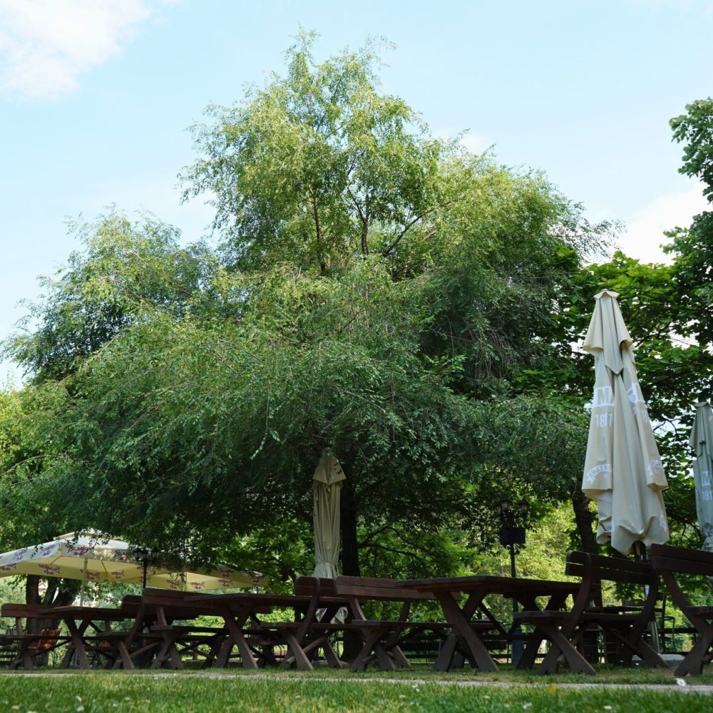 zelenilo u bašti restorana Brana